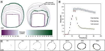 Outgassing from Open and Closed Magma Foams